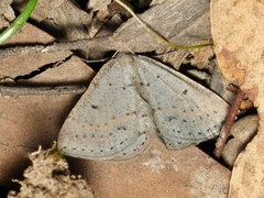 Taxeotis reserata