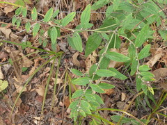 Lithospermum erythrorhizon