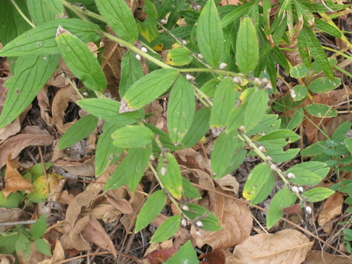 Lithospermum erythrorhizon, photograph 4