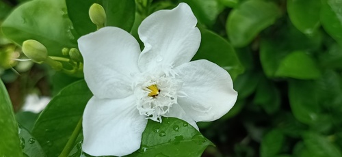 Wrightia antidysenterica