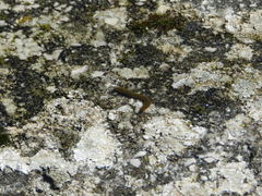 Erpobdellidae