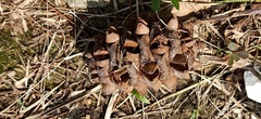 Gymnostoma sumatranum
