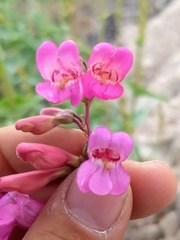 Penstemon bicolor roseus
