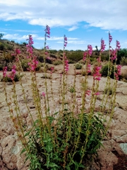 Penstemon bicolor roseus