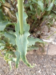 Penstemon bicolor roseus