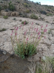 Penstemon bicolor roseus