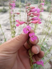 Penstemon bicolor roseus