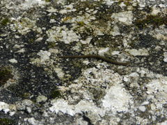 Erpobdellidae