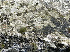 Erpobdellidae