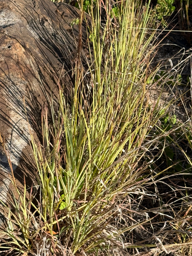 Heteropogon contortus observed 2025-07-03