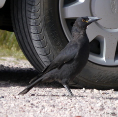 Strepera fuliginosa
