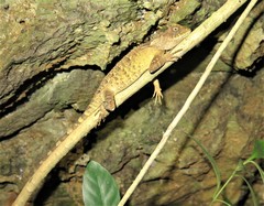 Acanthosaura lepidogaster