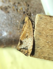 Cryptophlebia ombrodelta