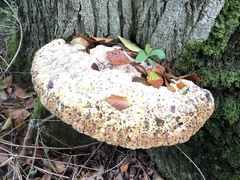 Pseudoinonotus