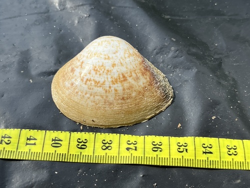 Mactra maculata
