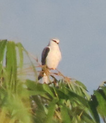 Elanus caeruleus vociferus