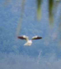 Elanus caeruleus vociferus