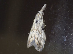 Nola biguttalis