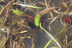 Triglochin scilloides