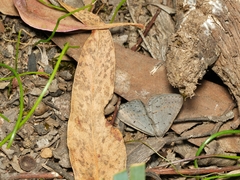 Taxeotis reserata