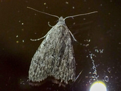 Nola pleurosema