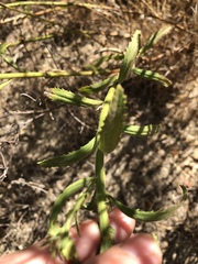 Baccharis plummerae plummerae