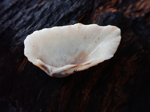 Carditamera radiata observed 2025-06-13