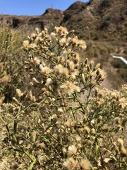 Baccharis plummerae plummerae