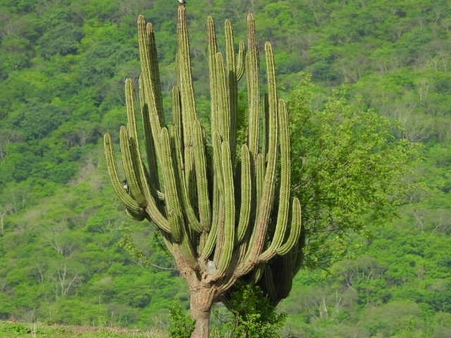 Stenocereus martinezii; photograph author not stated, no rights reserved