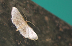 Thyrididae