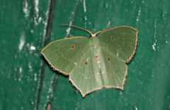 Cyclothea disjuncta