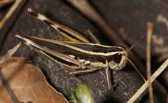 Macrotona securiformis