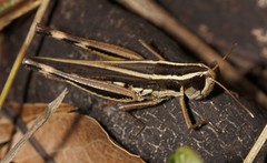 Macrotona securiformis