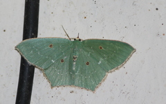 Cyclothea disjuncta