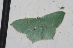 Cyclothea disjuncta