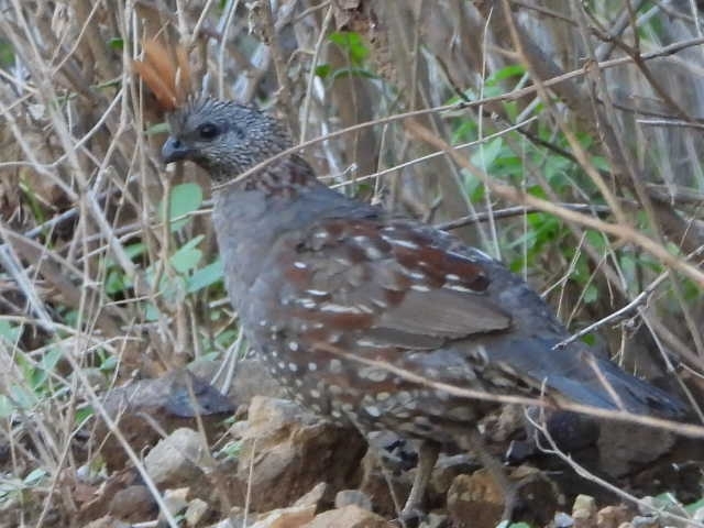 Elegant Quail (Callipepla douglasii), photo 7