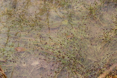 Eriocaulon bilobatum