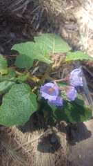 Solanum campanulatum