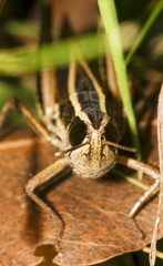 Macrotona securiformis