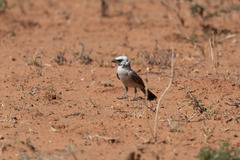 Eurocephalus anguitimens