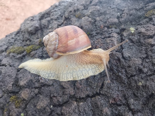 Humboldtiana queretaroana