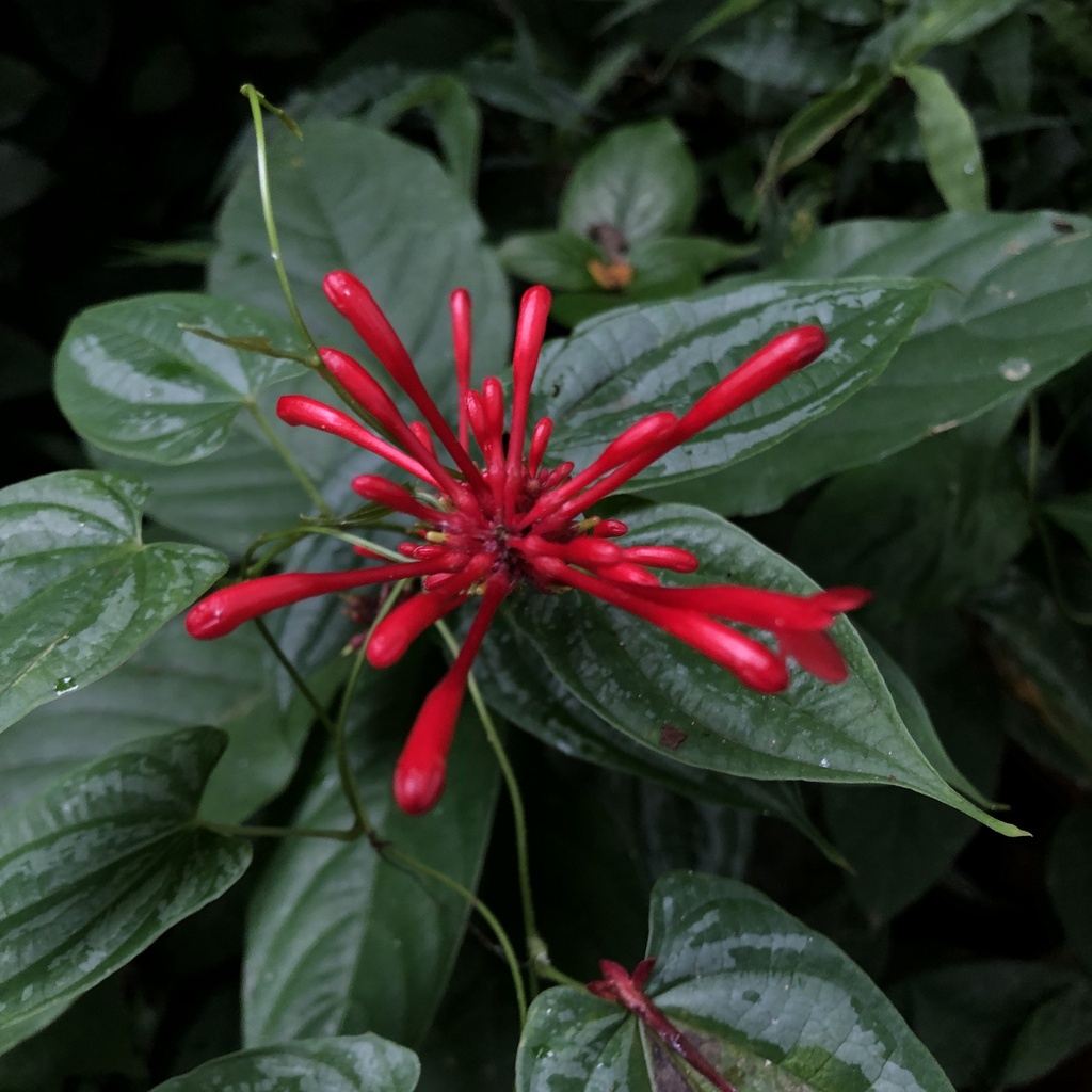 Odontonema cuspidatum Firespike
