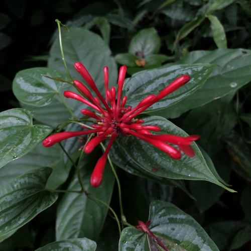 Odontonema cuspidatum — Bandera española
