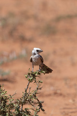 Eurocephalus anguitimens