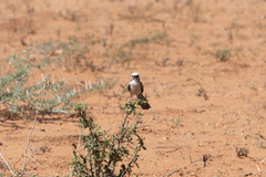 Eurocephalus anguitimens