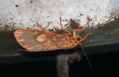 Ammatho cuneonotatus