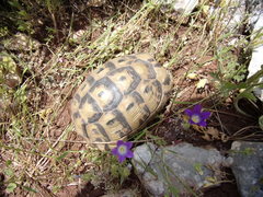 Testudo graeca terrestris