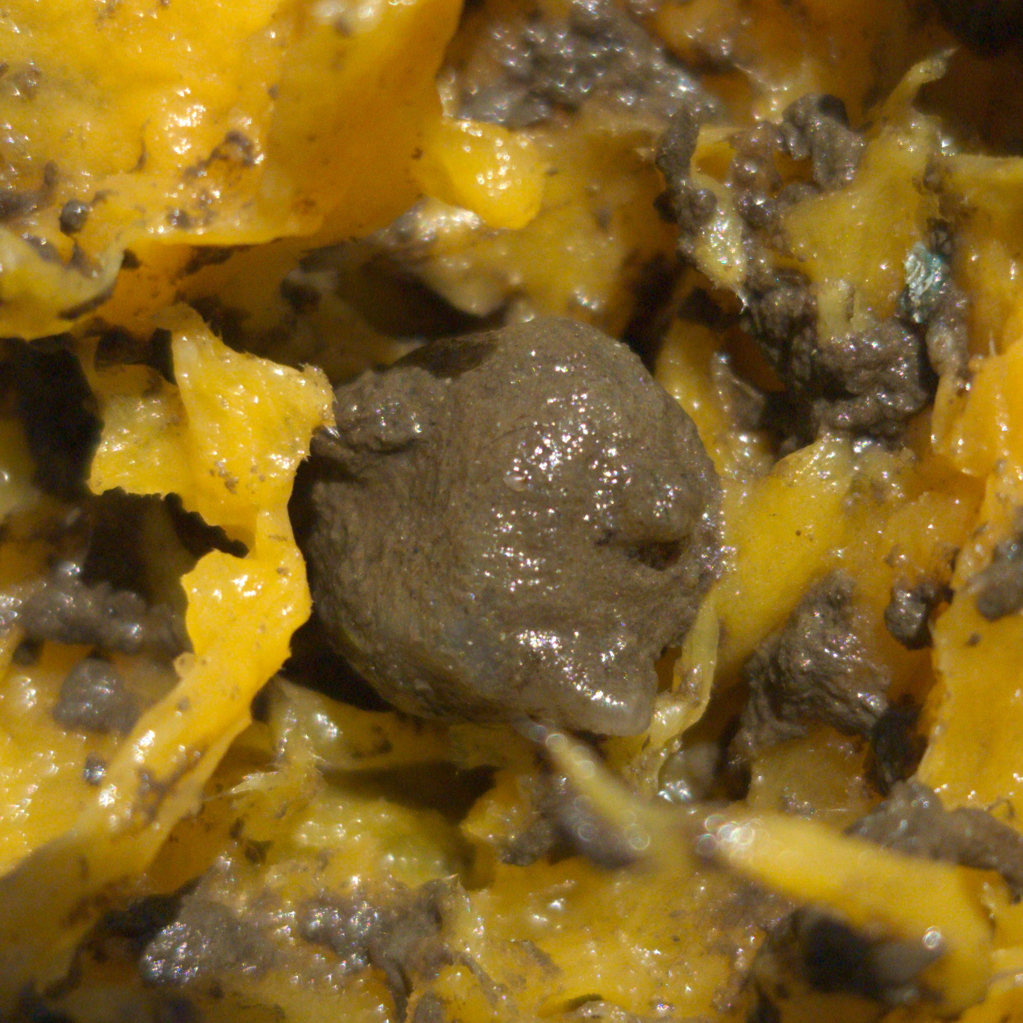 Molgula manhattensis (De Kay, 1843)