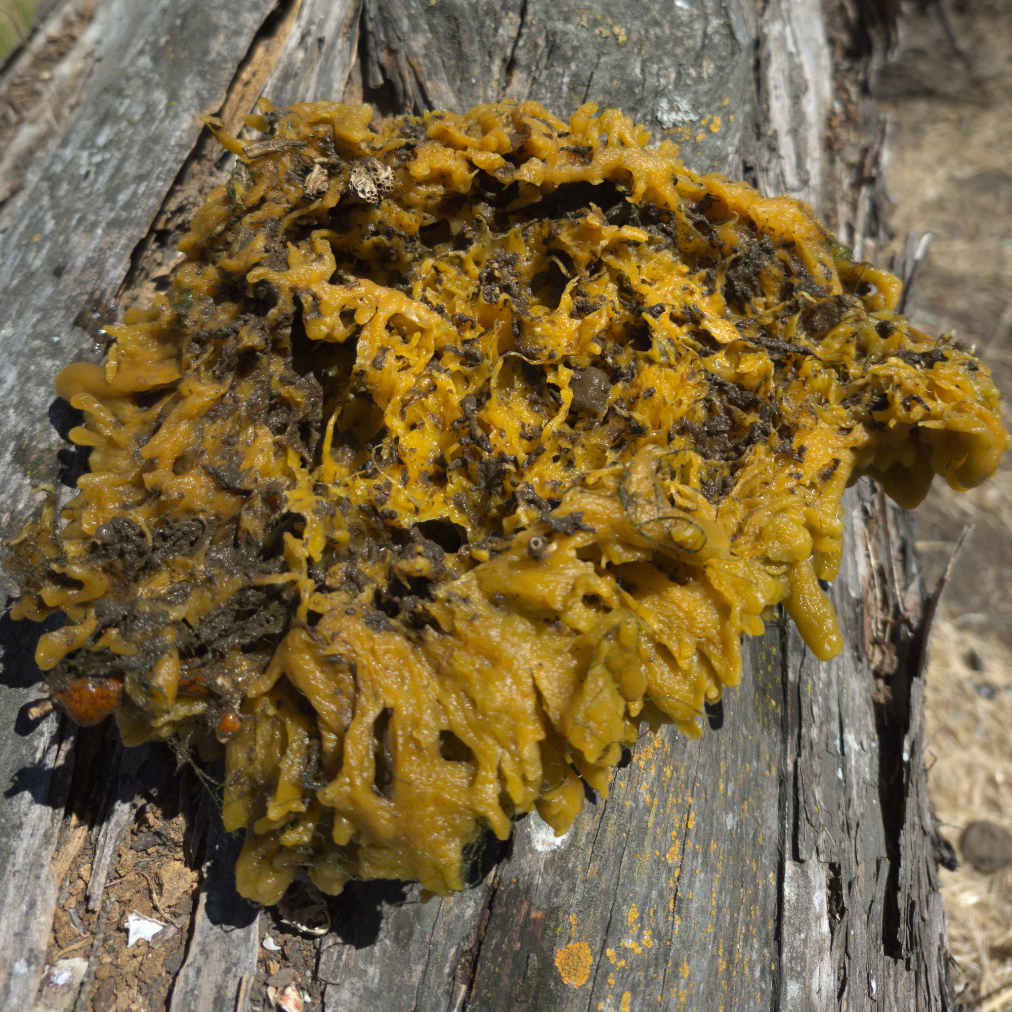 Molgula manhattensis (De Kay, 1843)