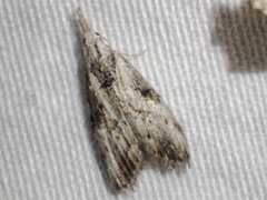 Nola biguttalis